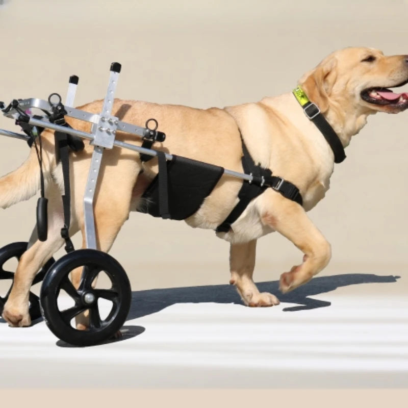 Large Dog Wheelchair for Hind Limb Rehabilitation Training Aid for Paralysis and Spondylitis Mobility Assistance