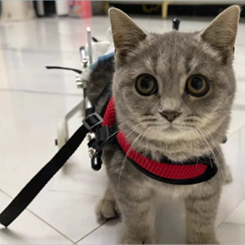 Cat Wheelchair Car Paralyzed Fracture Pet Hind Leg Spine Injury Rehabilitation Training Car Hind Limb Disability Stroller