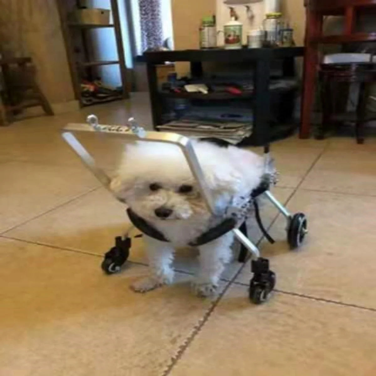 Elderly dog wheelchair forelimb four-wheeled pet hemiplegic dog car front leg disabled car full body quadriplegic dog assistance